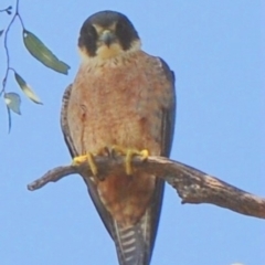 Falco longipennis at Waggarandall, VIC - 8 Oct 2011