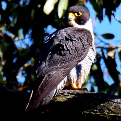Falco peregrinus (Peregrine Falcon) at Poowong, VIC - 27 Sep 2016 by Petesteamer