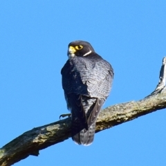 Falco peregrinus at Poowong, VIC - 28 Sep 2016