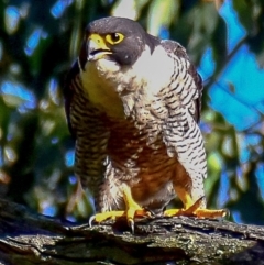 Falco peregrinus at Poowong, VIC - 28 Sep 2016