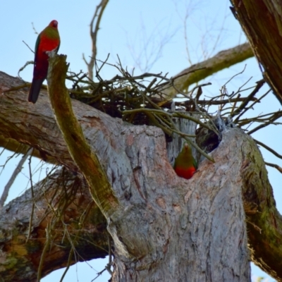 Alisterus scapularis (Australian King-Parrot) at Poowong, VIC - 27 Sep 2016 by Petesteamer