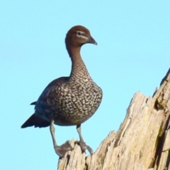 Chenonetta jubata (Australian Wood Duck) at Poowong, VIC - 28 Sep 2016 by Petesteamer