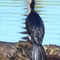 Microcarbo melanoleucos (Little Pied Cormorant) at Poowong, VIC - 28 Sep 2016 by Petesteamer