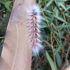 Anthela varia (Hairy Mary) at Noona, NSW - 6 Mar 2024 by AnnMaree