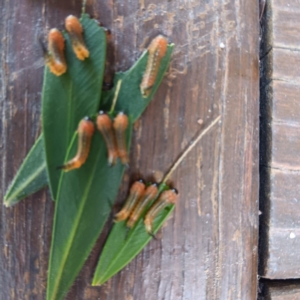 Lophyrotoma sp. (genus) at Chapman, ACT - suppressed