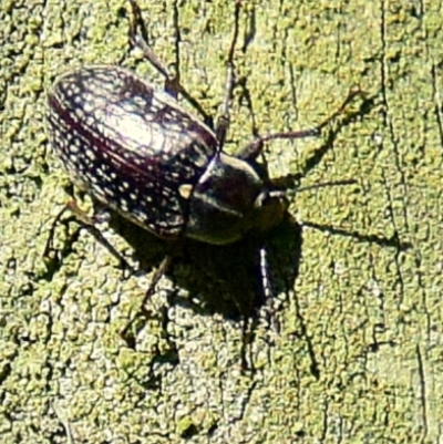 Unidentified Darkling beetle (Tenebrionidae) at Poowong, VIC - 28 Sep 2016 by Petesteamer