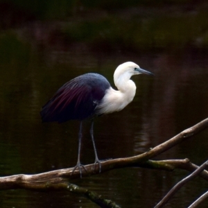 Ardea pacifica at Poowong, VIC - 13 Aug 2016 12:58 PM