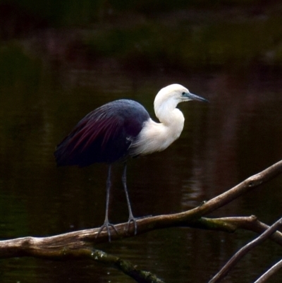 Ardea pacifica (White-necked Heron) at Poowong, VIC - 13 Aug 2016 by Petesteamer