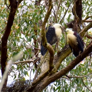 Ardea pacifica at Poowong, VIC - 30 Sep 2016