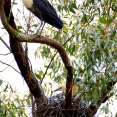 Ardea pacifica at Poowong, VIC - 30 Sep 2016