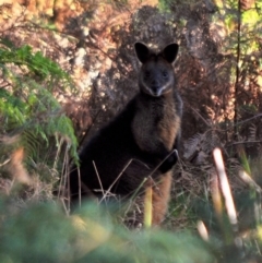 Wallabia bicolor (Swamp Wallaby) at Bald Hills Creek Wildlife Reserve - 7 Jul 2012 by Petesteamer