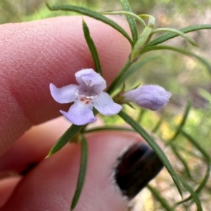 Westringia eremicola at Aranda, ACT - 11 Mar 2024