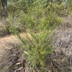 Westringia eremicola at Aranda, ACT - 11 Mar 2024