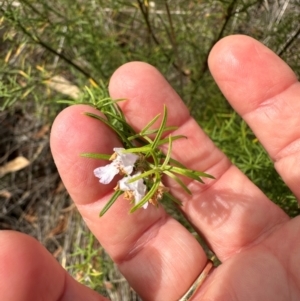 Westringia eremicola at Aranda, ACT - 11 Mar 2024