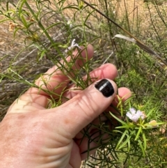 Westringia eremicola at Aranda, ACT - 11 Mar 2024