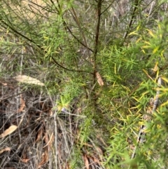 Westringia eremicola at Aranda, ACT - 11 Mar 2024