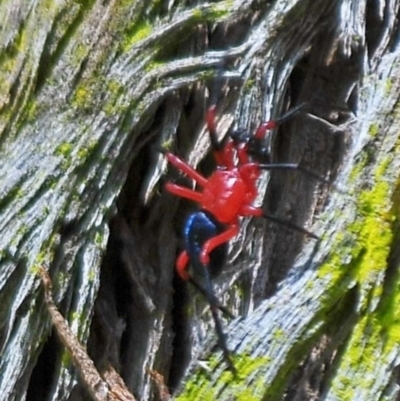 Nicodamidae (family) (Red and Black Spider) at Tarwin Lower, VIC - 11 Nov 2012 by Petesteamer