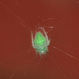 Araneus circulissparsus (species group) at Tarwin Lower, VIC - 7 Nov 2012 03:50 PM