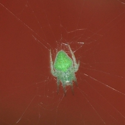 Unidentified Orb-weaving spider (several families) at Tarwin Lower, VIC - 7 Nov 2012 by Petesteamer