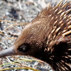 Tachyglossus aculeatus at Tarwin Lower, VIC - 11 Nov 2012 09:32 AM