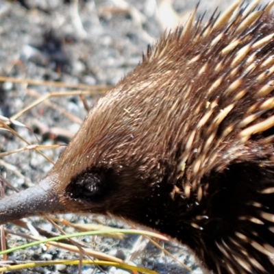 Tachyglossus aculeatus (Short-beaked Echidna) at Tarwin Lower, VIC - 10 Nov 2012 by Petesteamer