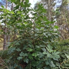 Ficus carica (Fig) at Isaacs Ridge and Nearby - 11 Mar 2024 by Mike