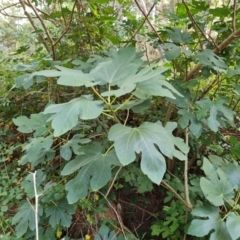 Ficus carica at Isaacs Ridge and Nearby - 11 Mar 2024 10:49 AM