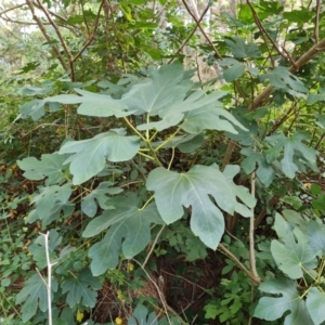 Ficus carica at Isaacs Ridge and Nearby - 11 Mar 2024