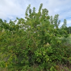 Acer negundo (Box Elder) at Isaacs Ridge and Nearby - 10 Mar 2024 by Mike