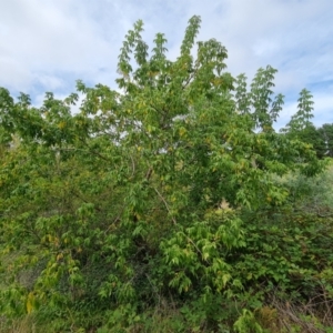 Acer negundo at Isaacs Ridge and Nearby - 11 Mar 2024 10:27 AM