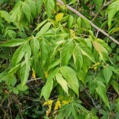 Acer negundo at Isaacs Ridge and Nearby - 11 Mar 2024