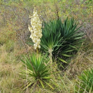 Yucca aloifolia at Isaacs Ridge and Nearby - 11 Mar 2024 10:22 AM