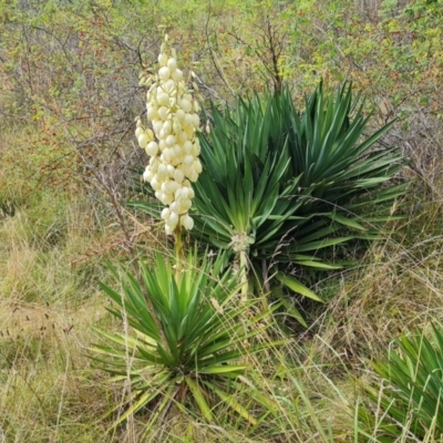 Yucca aloifolia (Spanish Bayonet) at Isaacs Ridge - 11 Mar 2024 by Mike