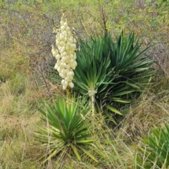 Yucca aloifolia (Spanish Bayonet) at Isaacs Ridge and Nearby - 10 Mar 2024 by Mike