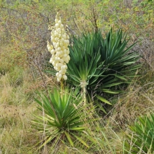 Yucca aloifolia at Isaacs Ridge and Nearby - 11 Mar 2024