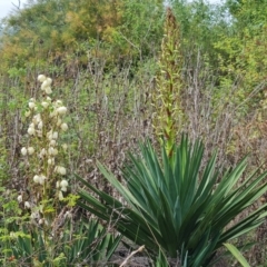 Yucca aloifolia at Isaacs Ridge and Nearby - 11 Mar 2024 10:22 AM