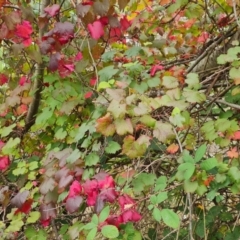 Vitis sp. (A grapevine) at Isaacs Ridge and Nearby - 10 Mar 2024 by Mike