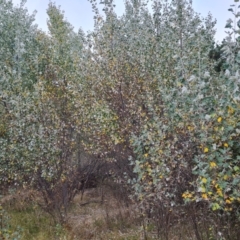 Populus alba (White Poplar) at Isaacs Ridge and Nearby - 11 Mar 2024 by Mike