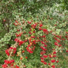 Crataegus monogyna (Hawthorn) at Isaacs Ridge and Nearby - 11 Mar 2024 by Mike