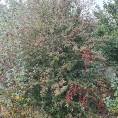 Crataegus monogyna at Isaacs Ridge - 11 Mar 2024