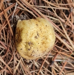 Scleroderma sp. (Scleroderma) at Isaacs Ridge and Nearby - 10 Mar 2024 by Mike