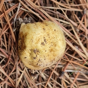 Scleroderma sp. at Isaacs Ridge and Nearby - 11 Mar 2024