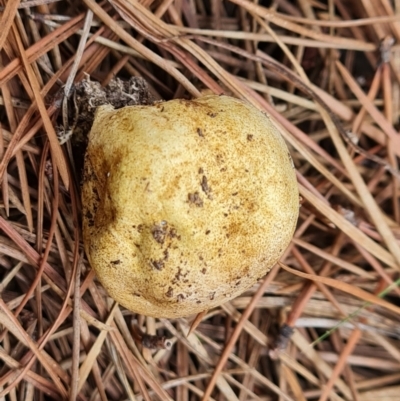 Scleroderma sp. (Scleroderma) at Isaacs, ACT - 10 Mar 2024 by Mike