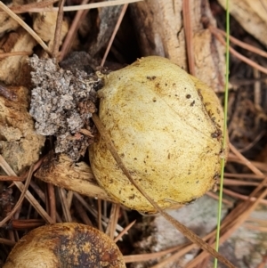 Scleroderma sp. at Isaacs Ridge and Nearby - 11 Mar 2024 10:06 AM