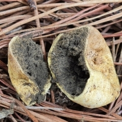 Scleroderma sp. at Isaacs Ridge and Nearby - 11 Mar 2024 10:06 AM