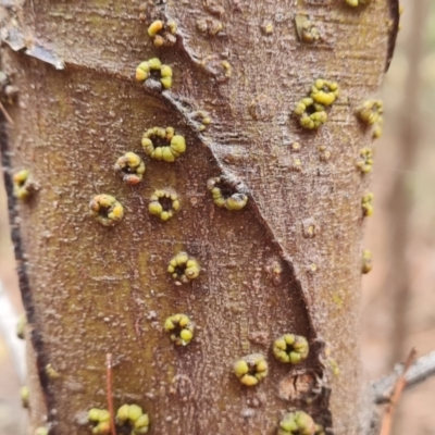 Unidentified Other Plant Gall at Isaacs, ACT - 10 Mar 2024 by Mike