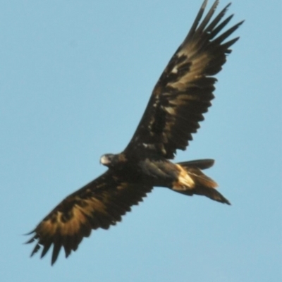 Aquila audax (Wedge-tailed Eagle) at Tarwin Lower, VIC - 24 Feb 2013 by Petesteamer