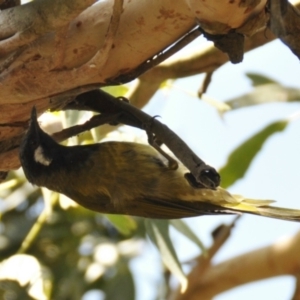 Nesoptilotis leucotis at Tarwin Lower, VIC - 24 Feb 2013 10:58 AM