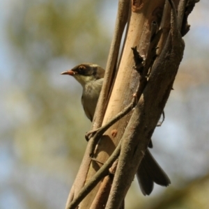 Melithreptus lunatus at Tarwin Lower, VIC - 24 Feb 2013