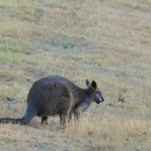 Wallabia bicolor at Tarwin Lower, VIC - 24 Feb 2013 07:26 AM